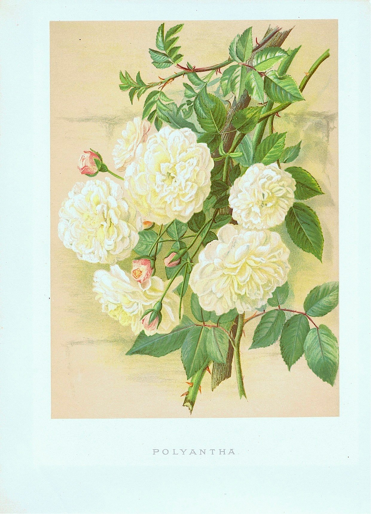Maria Endell, Polyantha - eine Rose aus Theodor Nietners Rosengarten