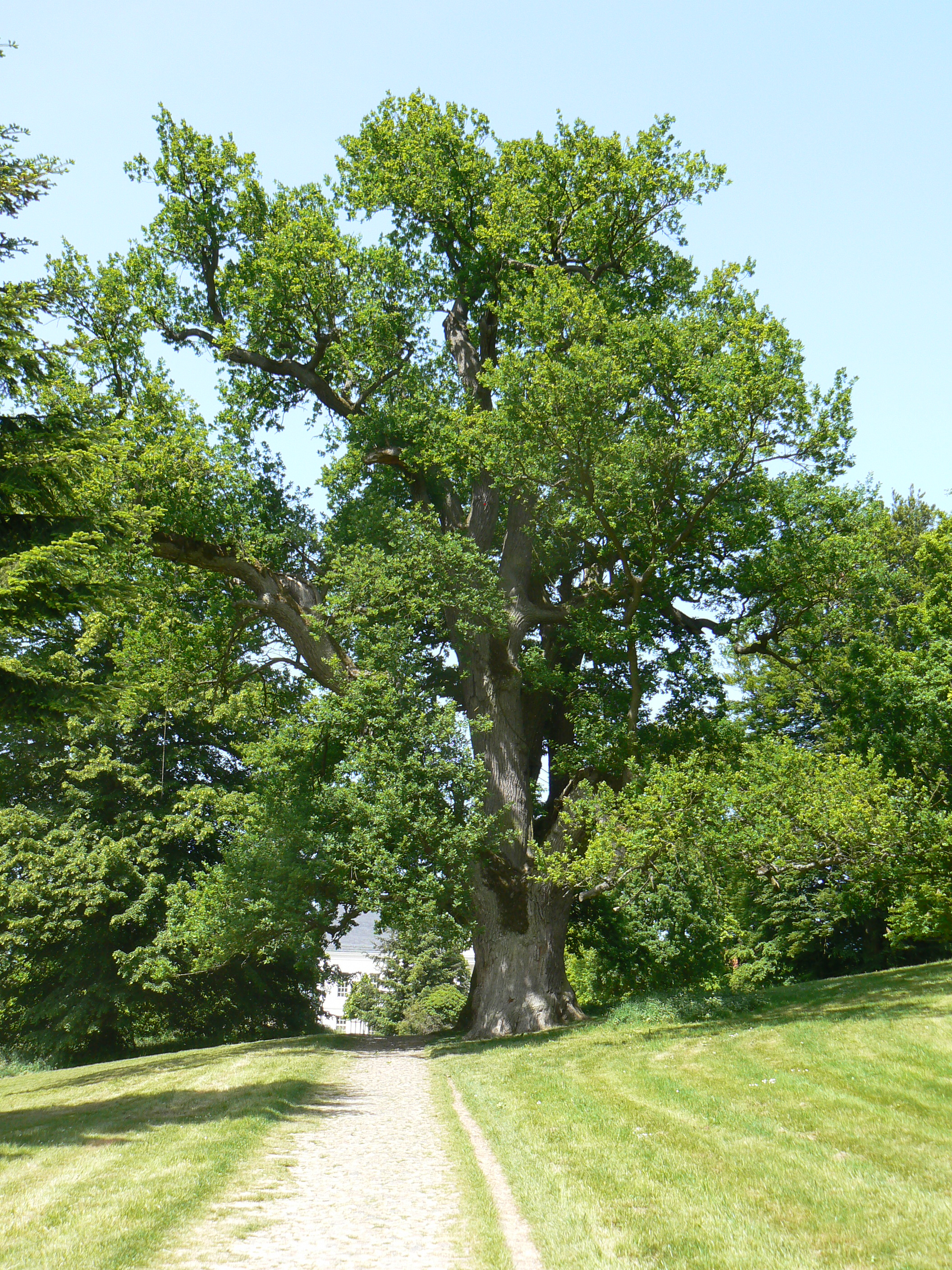 Schlosspark Oranienbaum im Jahre 2008