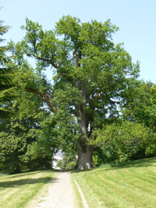 Aus dem Schlosspark Oranienbaum im Jahre 2008