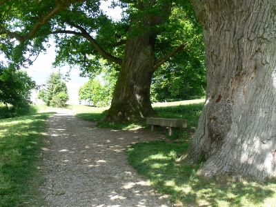 Aus dem Schlosspark Oranienbaum im Jahre 2008