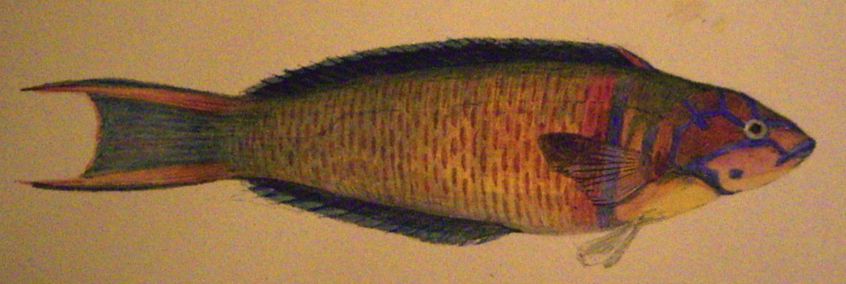 Friedrich Sello: Fisch 
 (Aquarell)